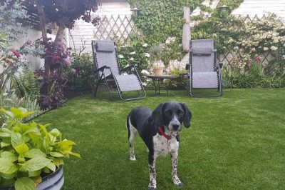 How to Make your Garden Dog Friendly